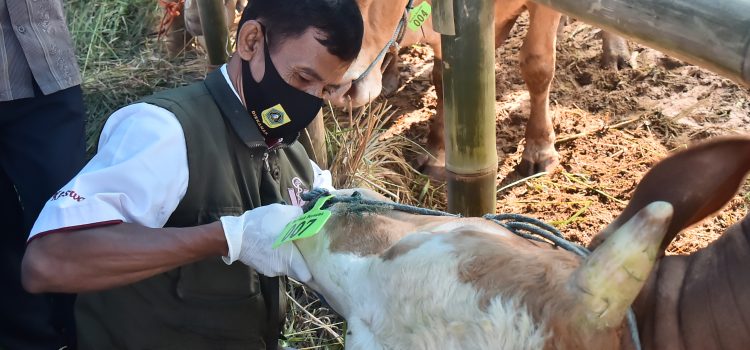 Pemkab Bogor Turunkan Petugas Periksa Kesehatan Hewan Kurban di Tempat penjualan Hewan kurban Pemkab Bogor Turunkan Petugas Periksa Kesehatan Hewan Kurban di Tempat penjualan Hewan kurban
